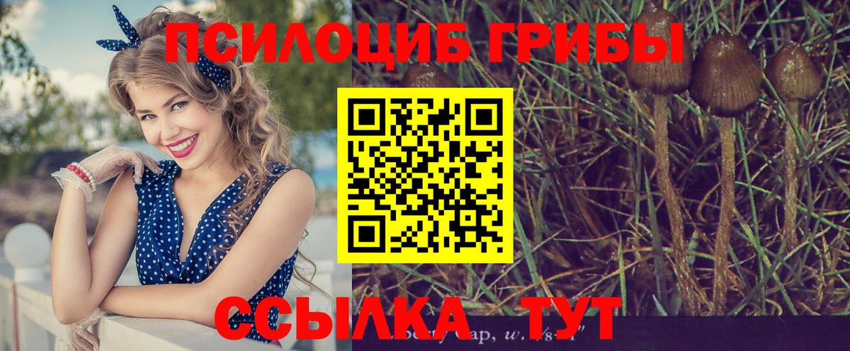 Псилоцибиновые грибы прущие грибы Санкт-Петербург